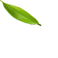 Sleep training services